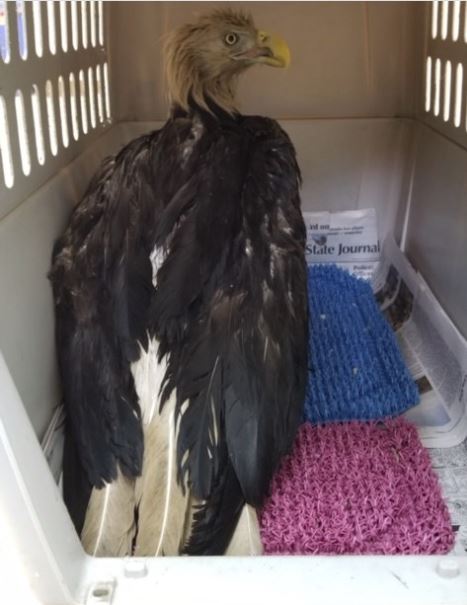 bald eagle found in Eaton County.JPG