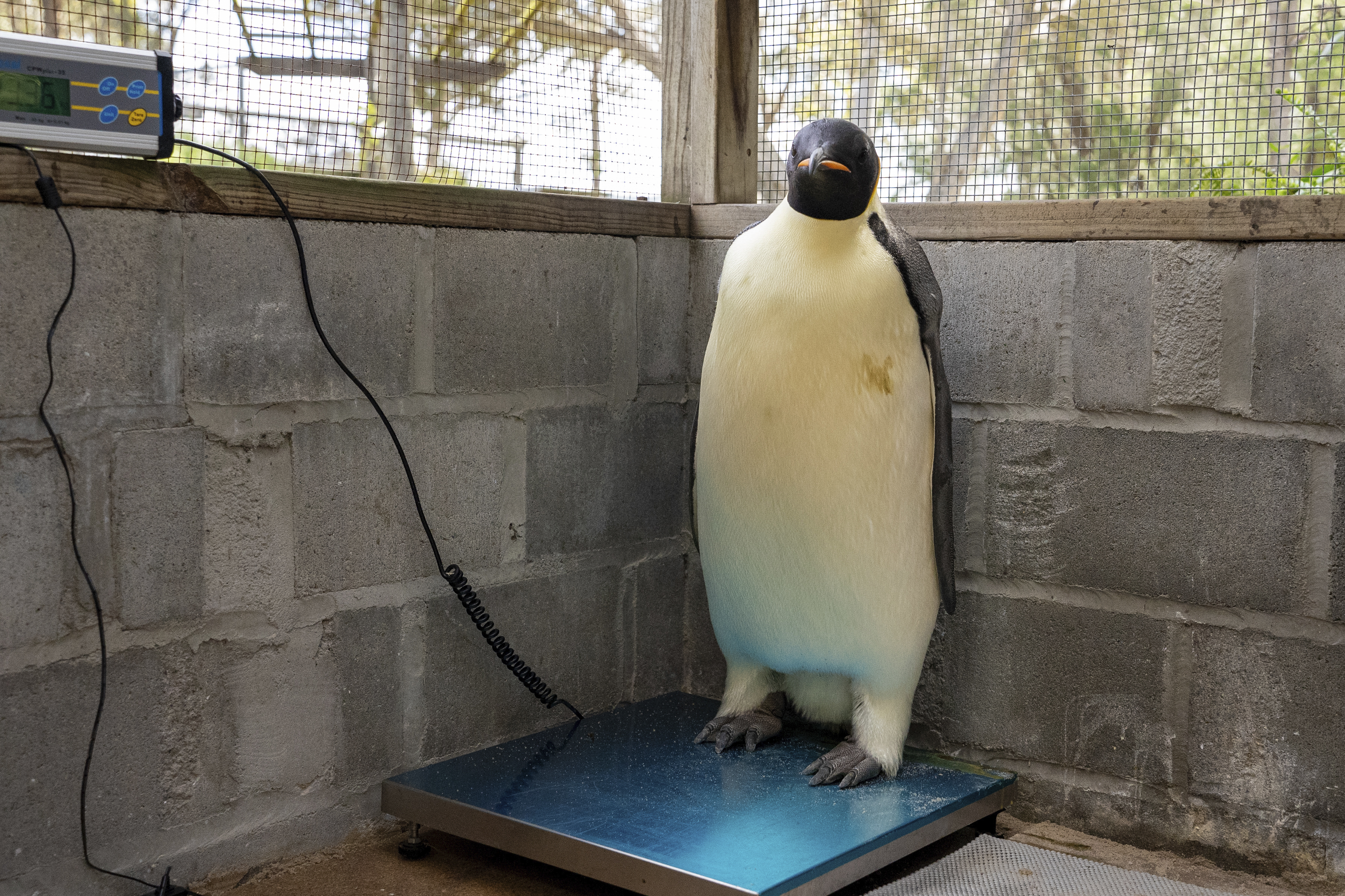 Australia Emperor Penguin