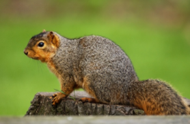 Squirrel.png