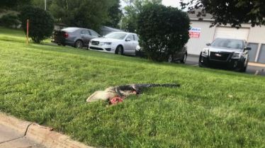 alligator.JPG