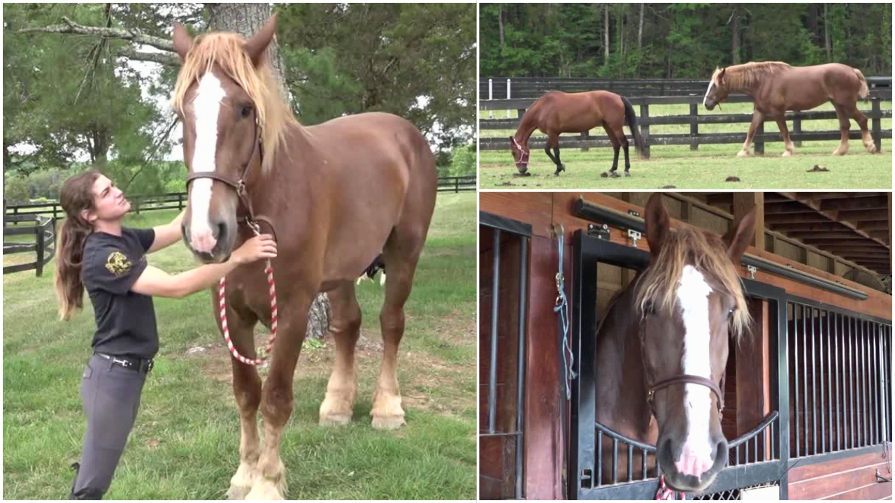 Big Mama Horse 
