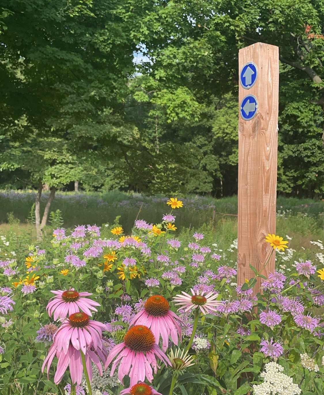 Blandford Nature Center Wildflowers, Trail Signs in Meadow