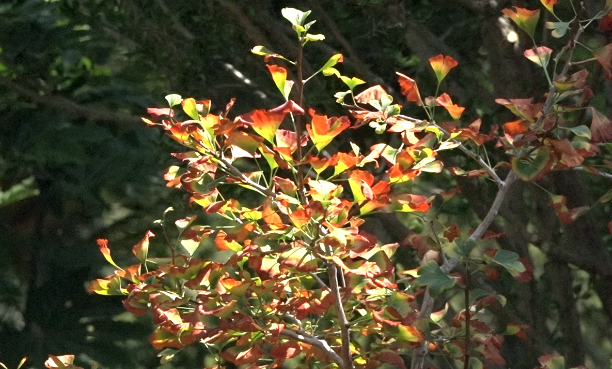 San Diego Botanic Garden's ginkgo tree carries living legacy of Hiroshima bombing