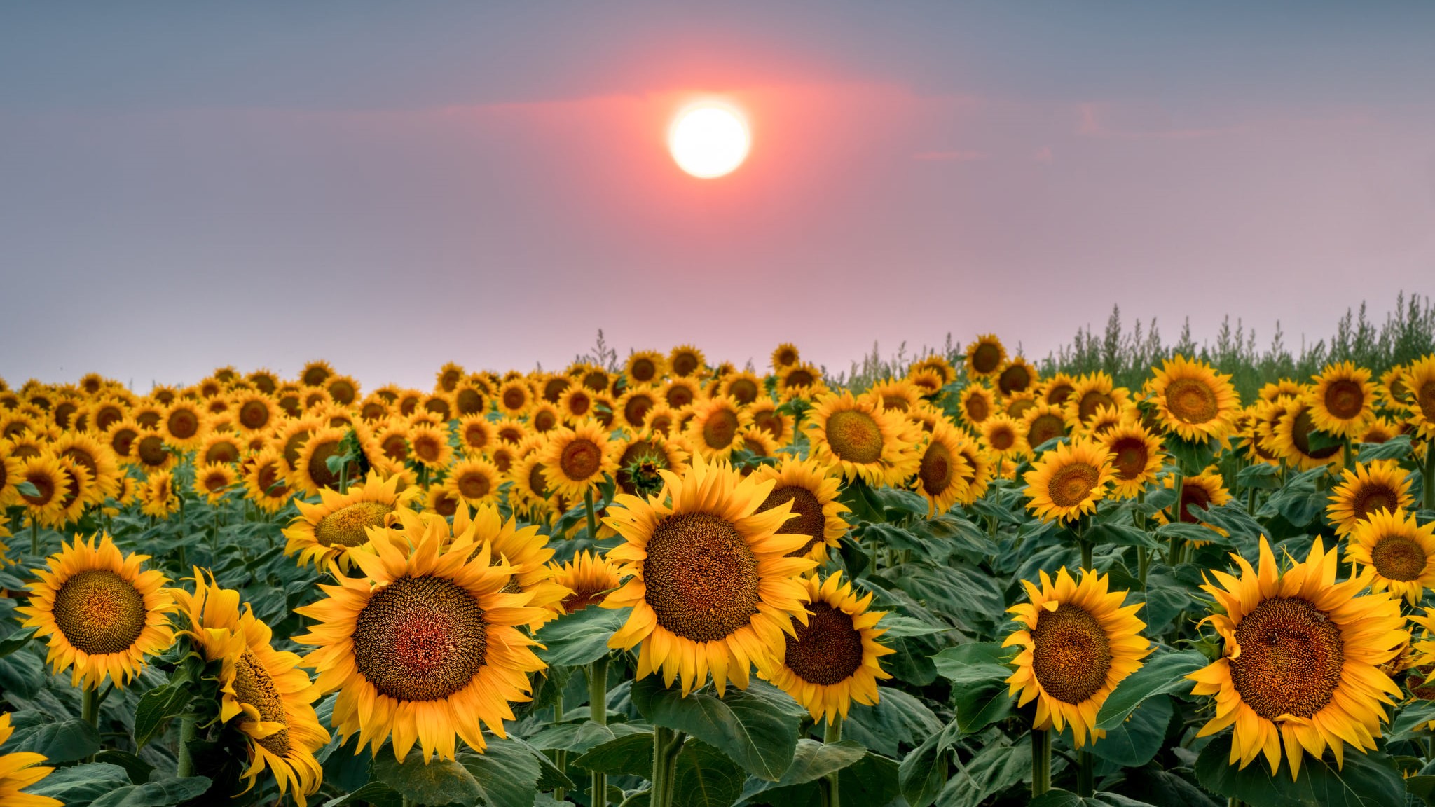 Daniel Forster near Denver sunflowers