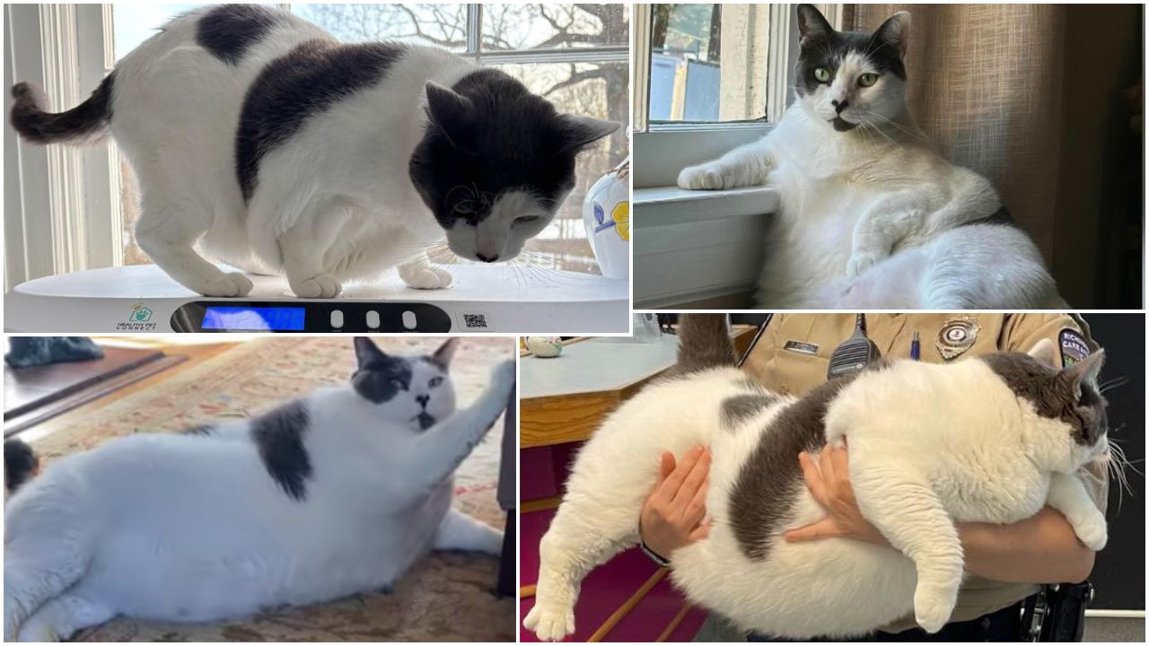 Fat Cat Patches Update Jan. 29, 2026