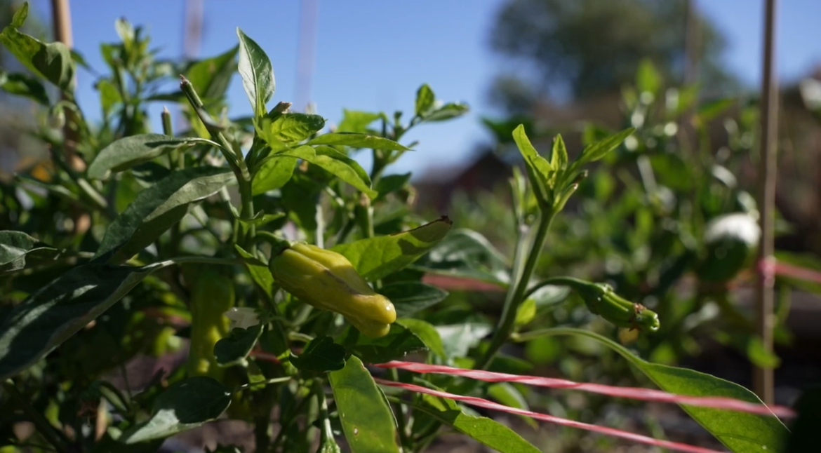 Central Texas farmers feel the strain as government shutdown drags on