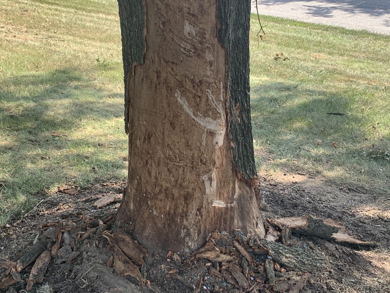Tree in Howard County crash.jpeg