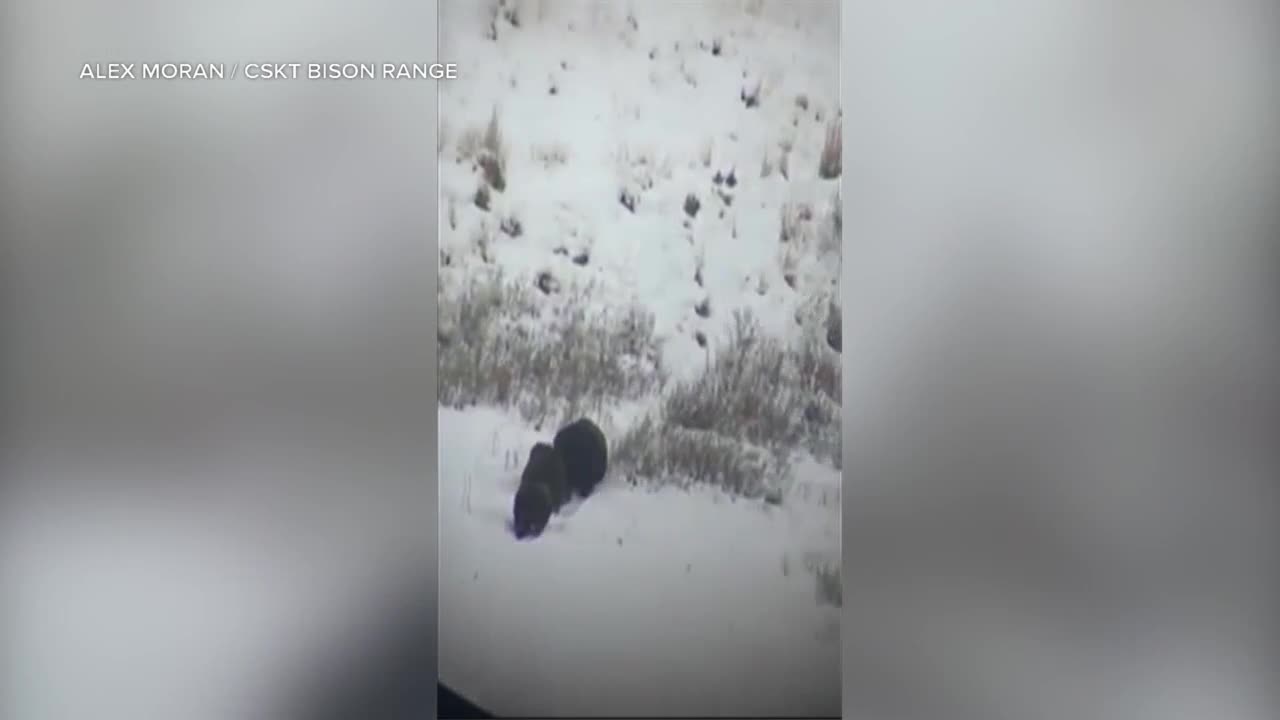 Grizzly bear family stops by Bison Range in Montana - Vimarsana News