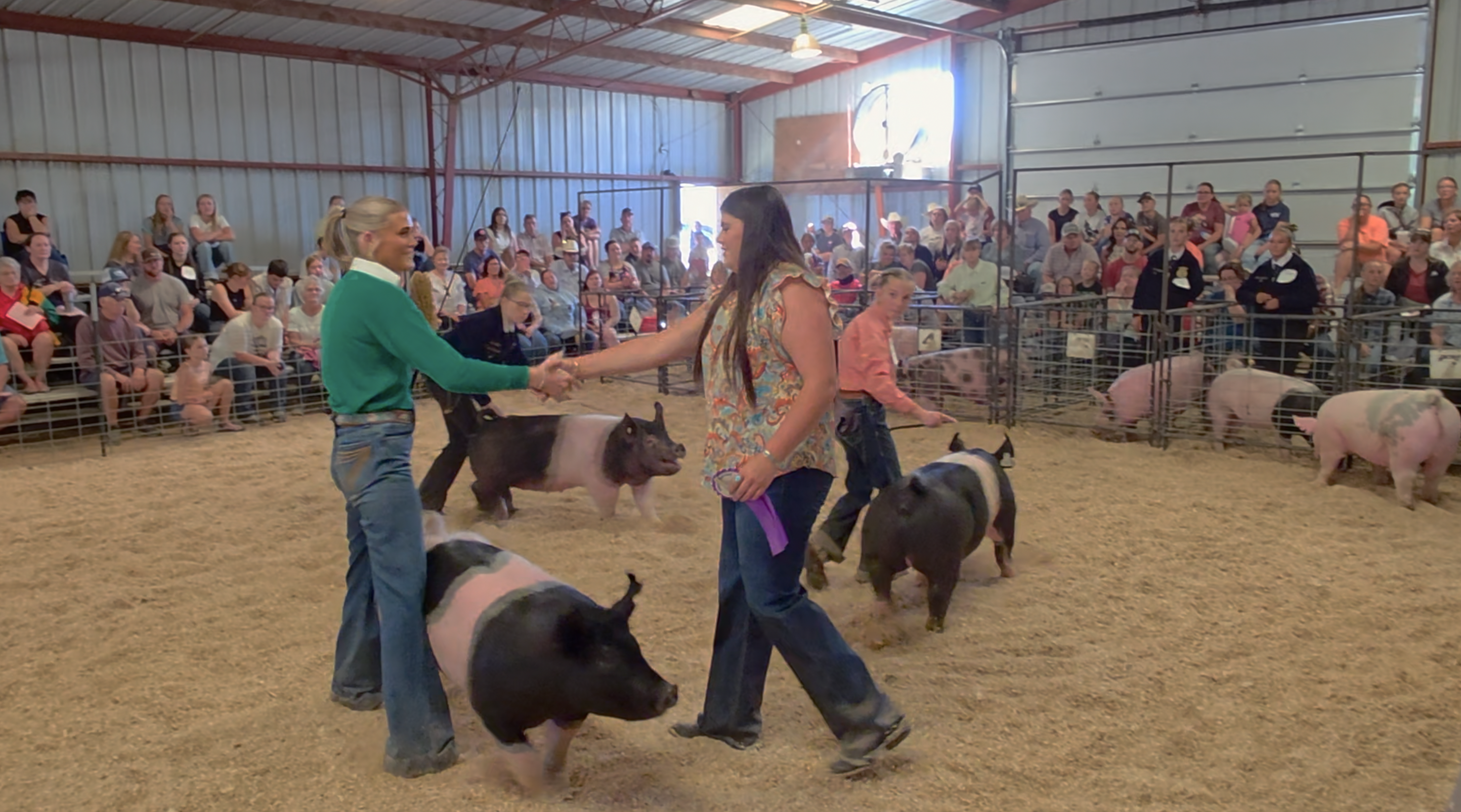 Minidoka County Fair: Grand Champions crowned. as pigs take center stage