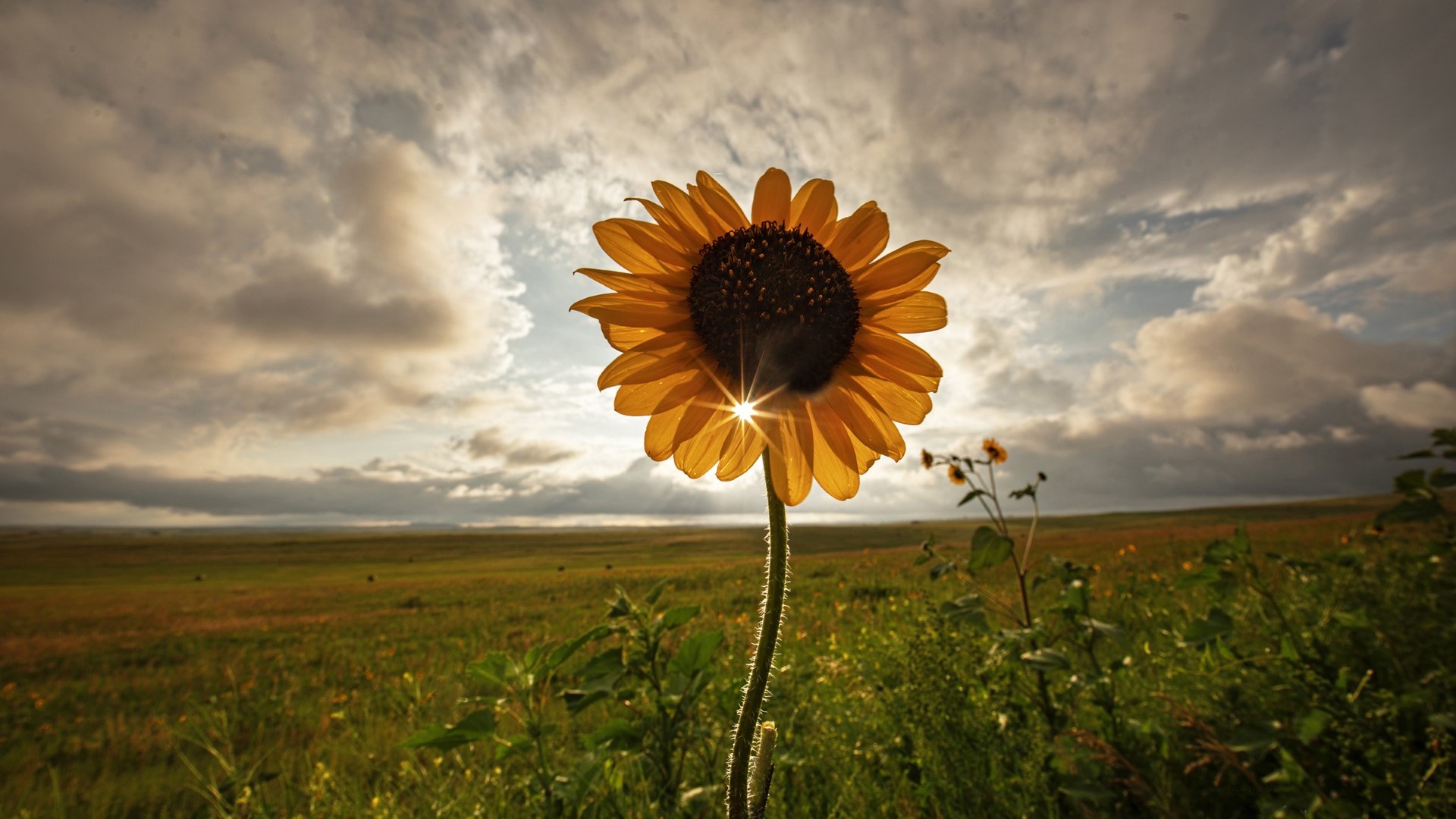 Wild sunflowers in El Paso County
