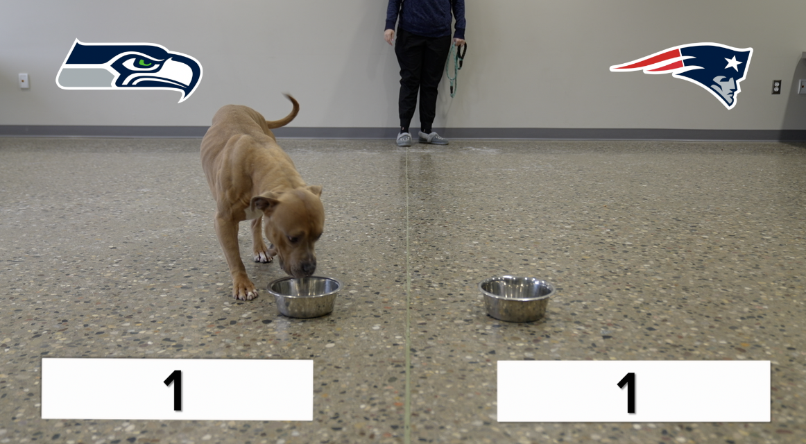 Superbowl Predictions