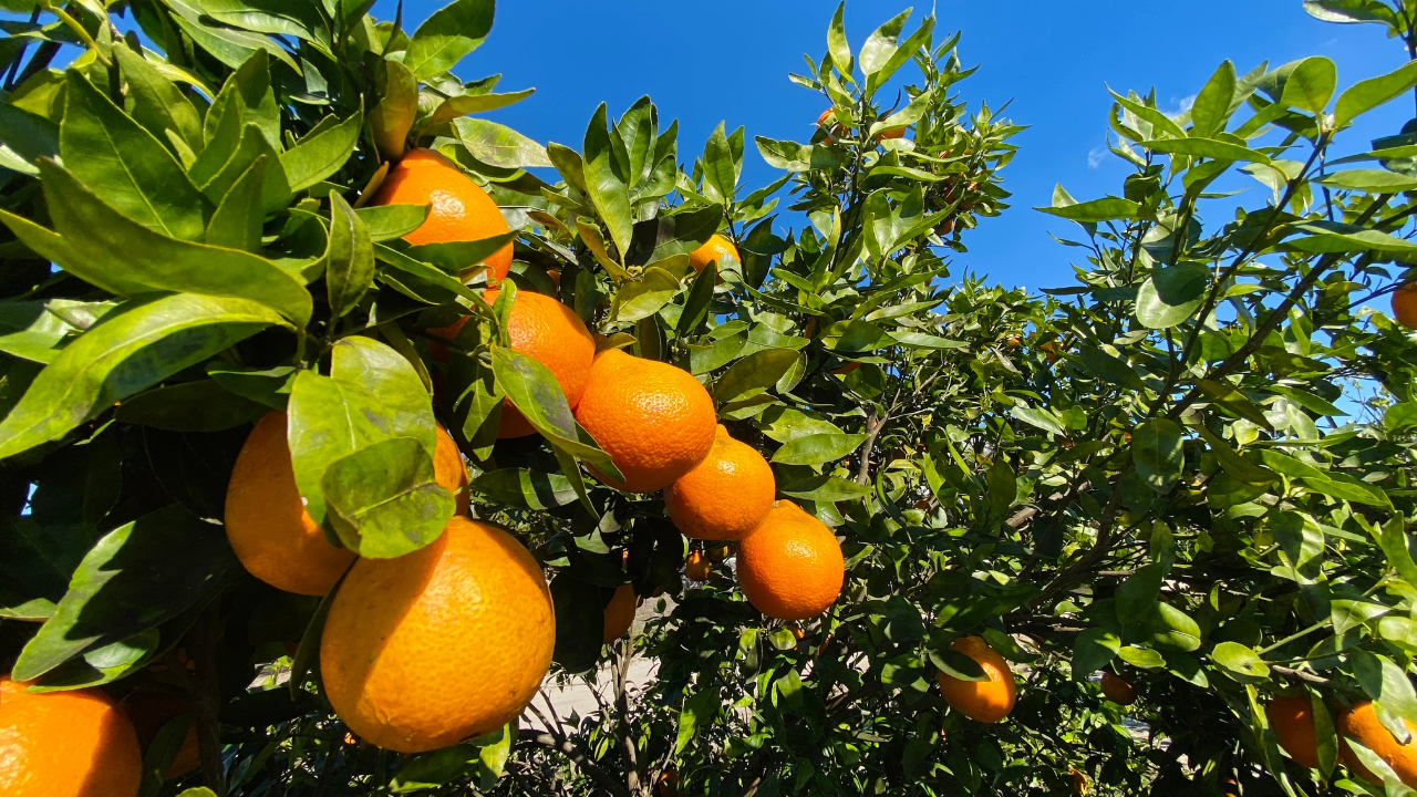 UF citrus greening.png