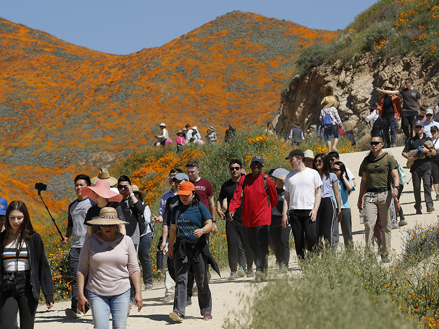 Super Bloom California lake elsinore