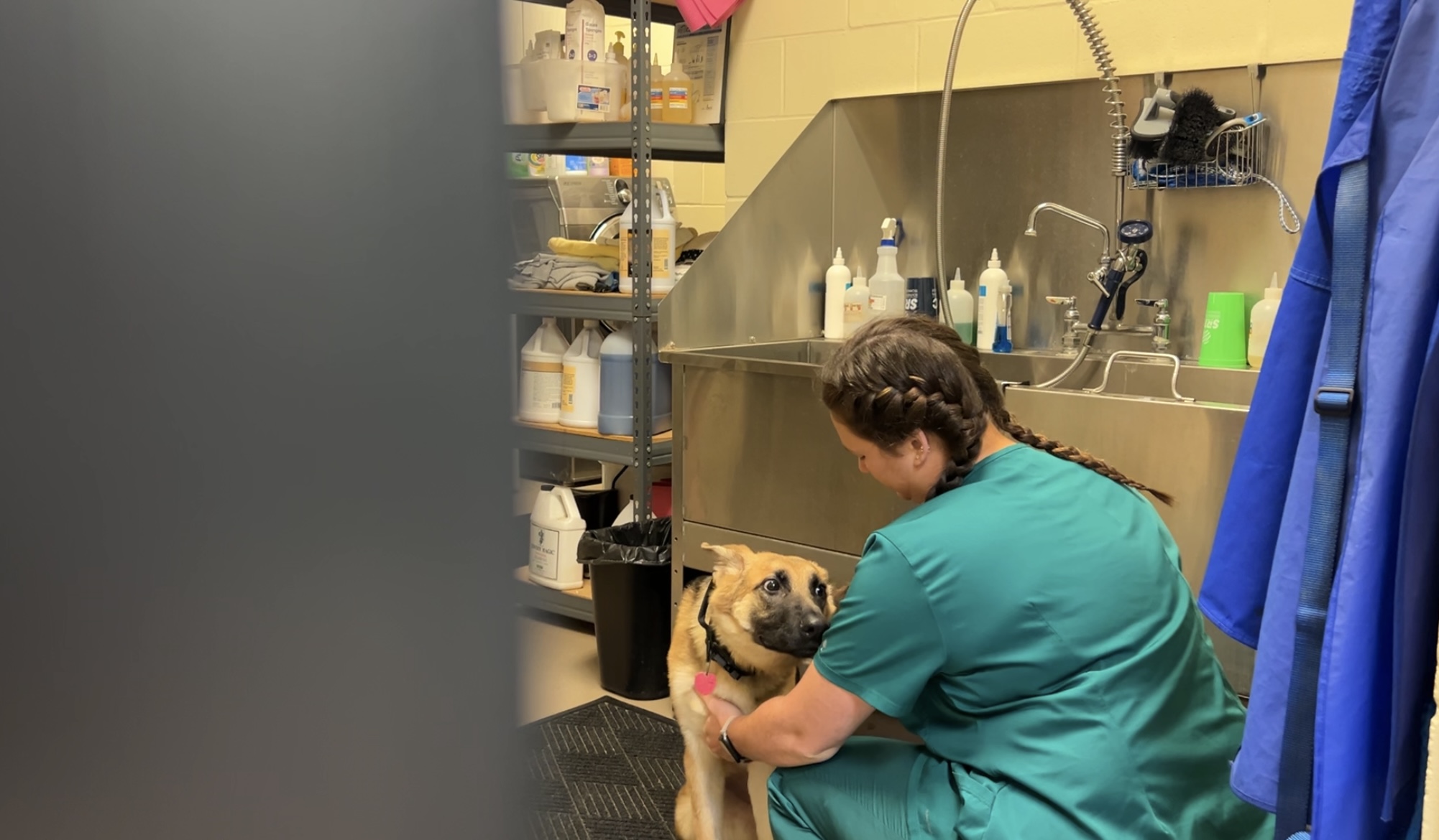 Pet Spa Day