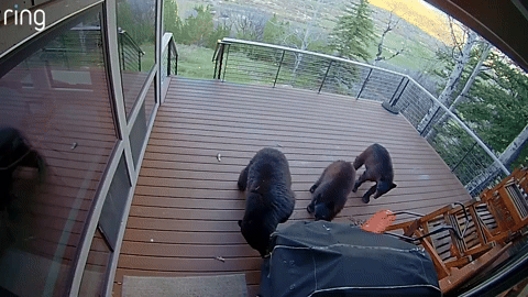 Black bears and grill in Steamboat Springs