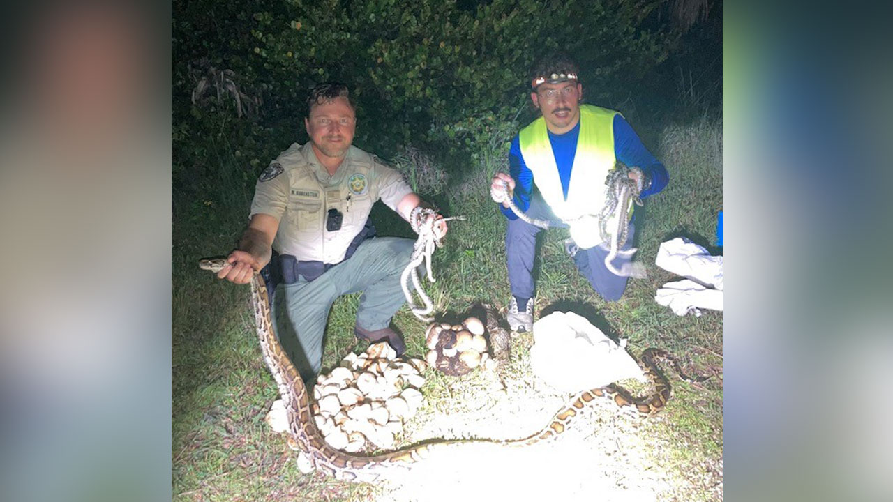FWC Officer Matthew Rubenstein and Alex McDuffie show off the python, eggs and hatchlings taken from the Big Cypress National Preserve
