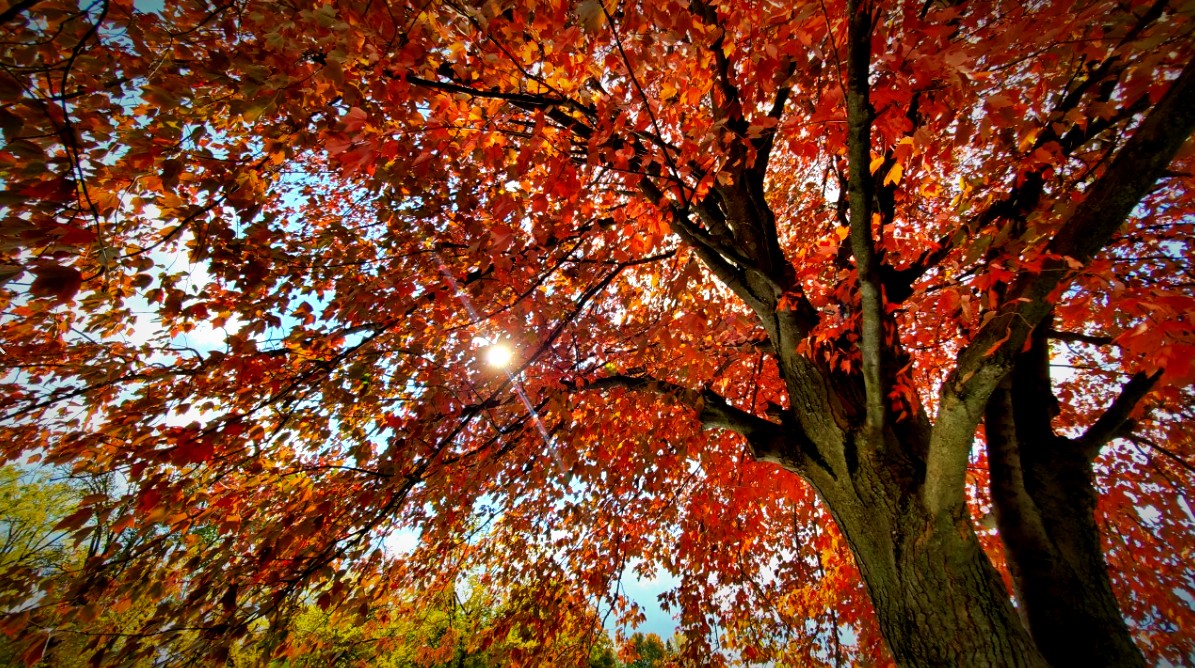 Eaton Rapids peak fall color
