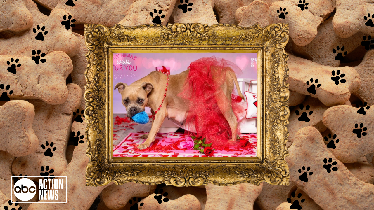 Rescues in Action: Ivy 