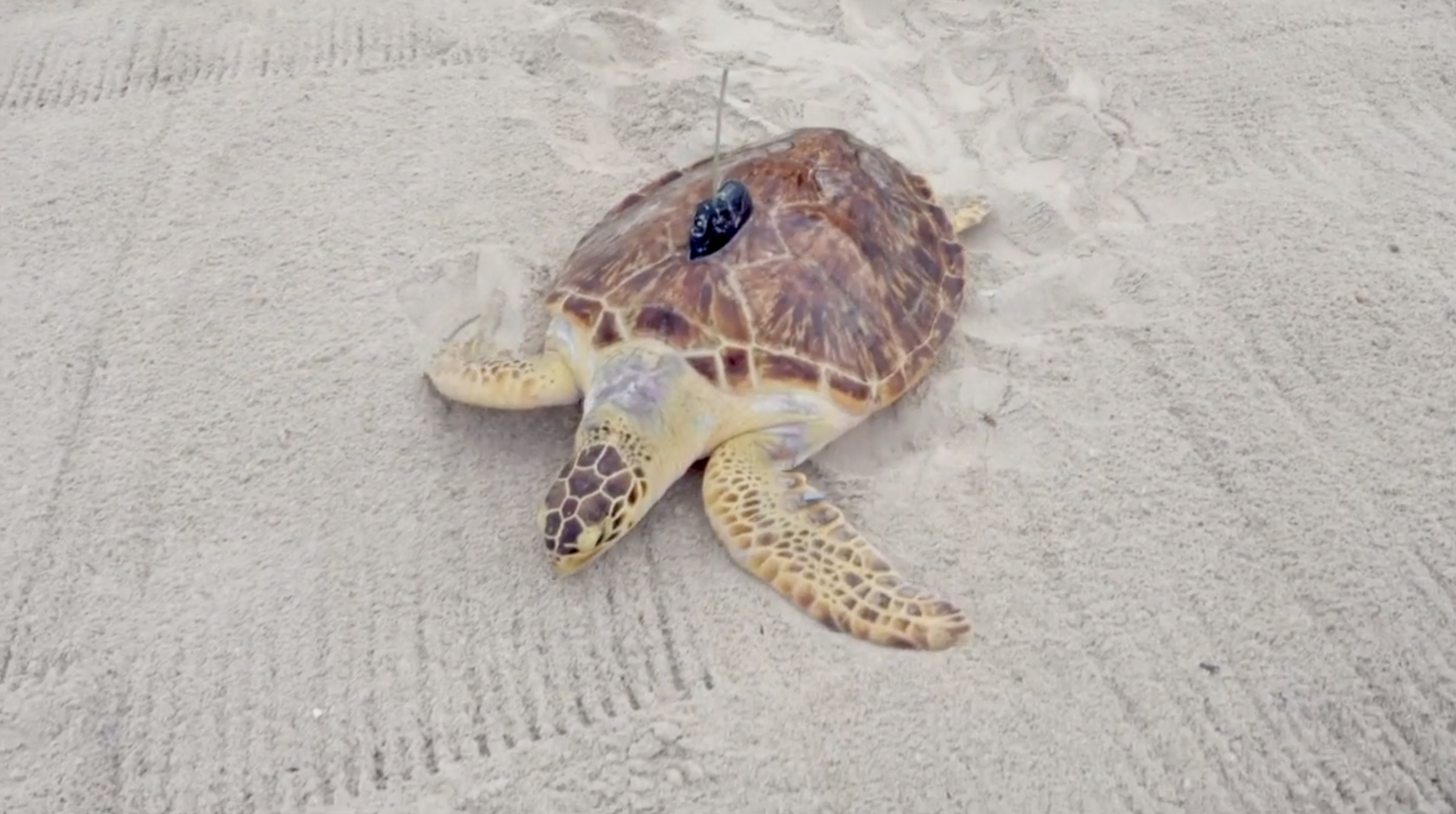 Sea Turtle nesting season 