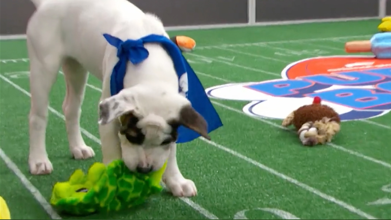 puppybbowl2.jpg