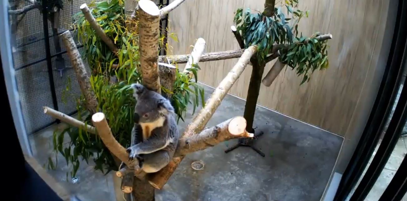 koala 2.JPG