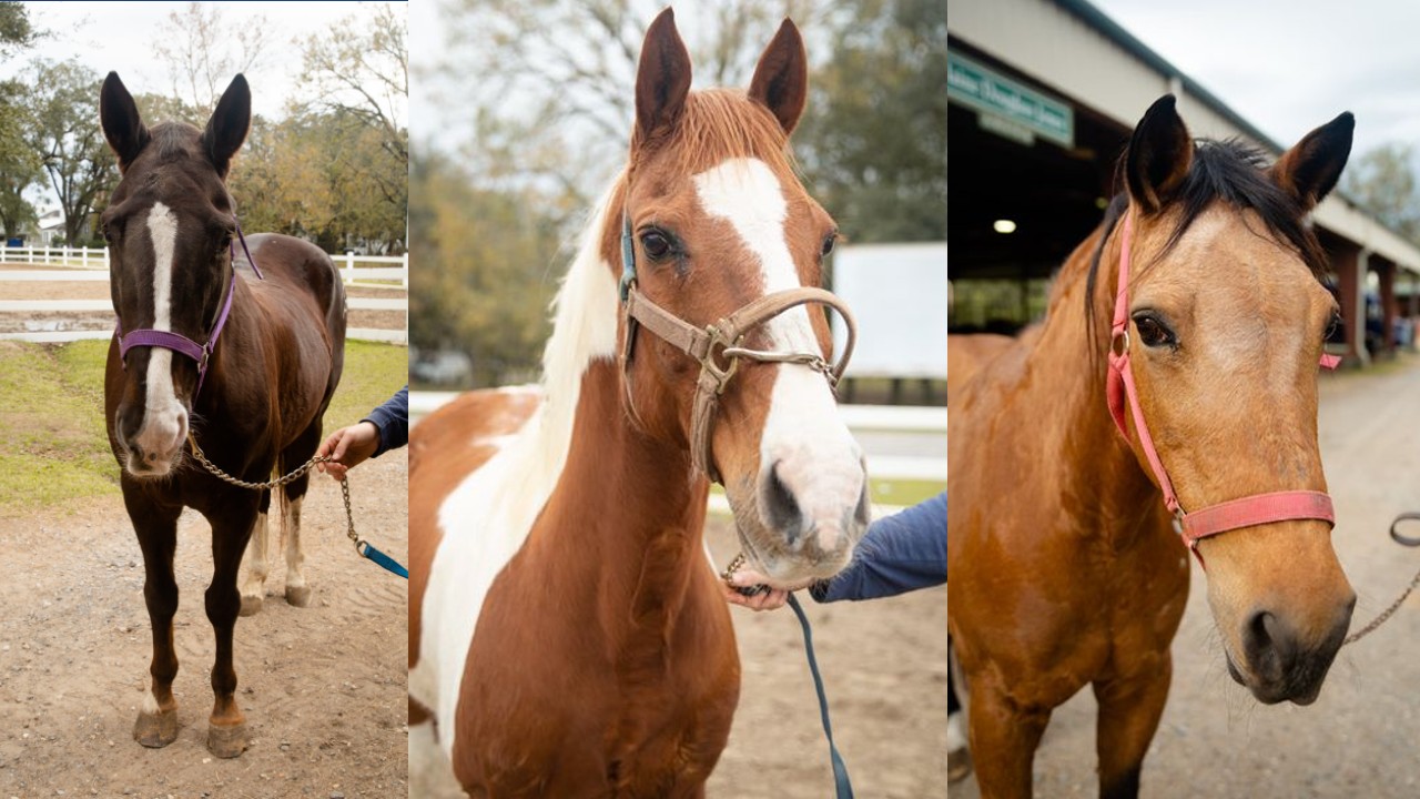 Mardi Gras Horses.jpg