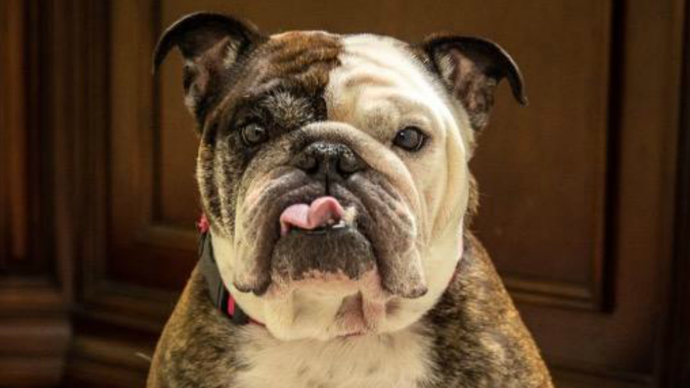 Pepper pet of the week