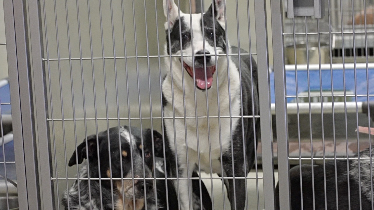  Kern County shelter program gives dogs a break from kennel life