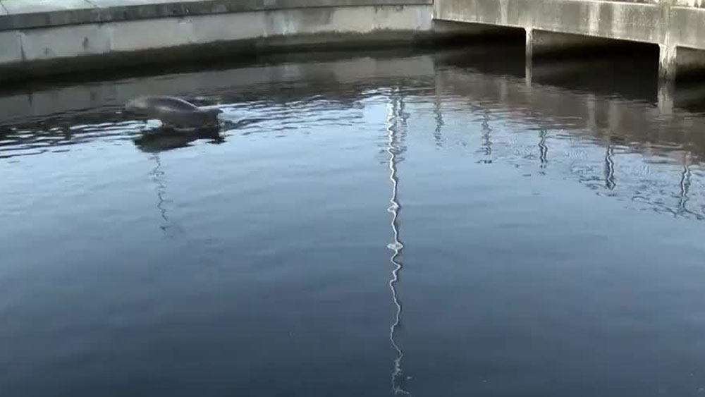 wptv-dolphin-in-canal-.jpg