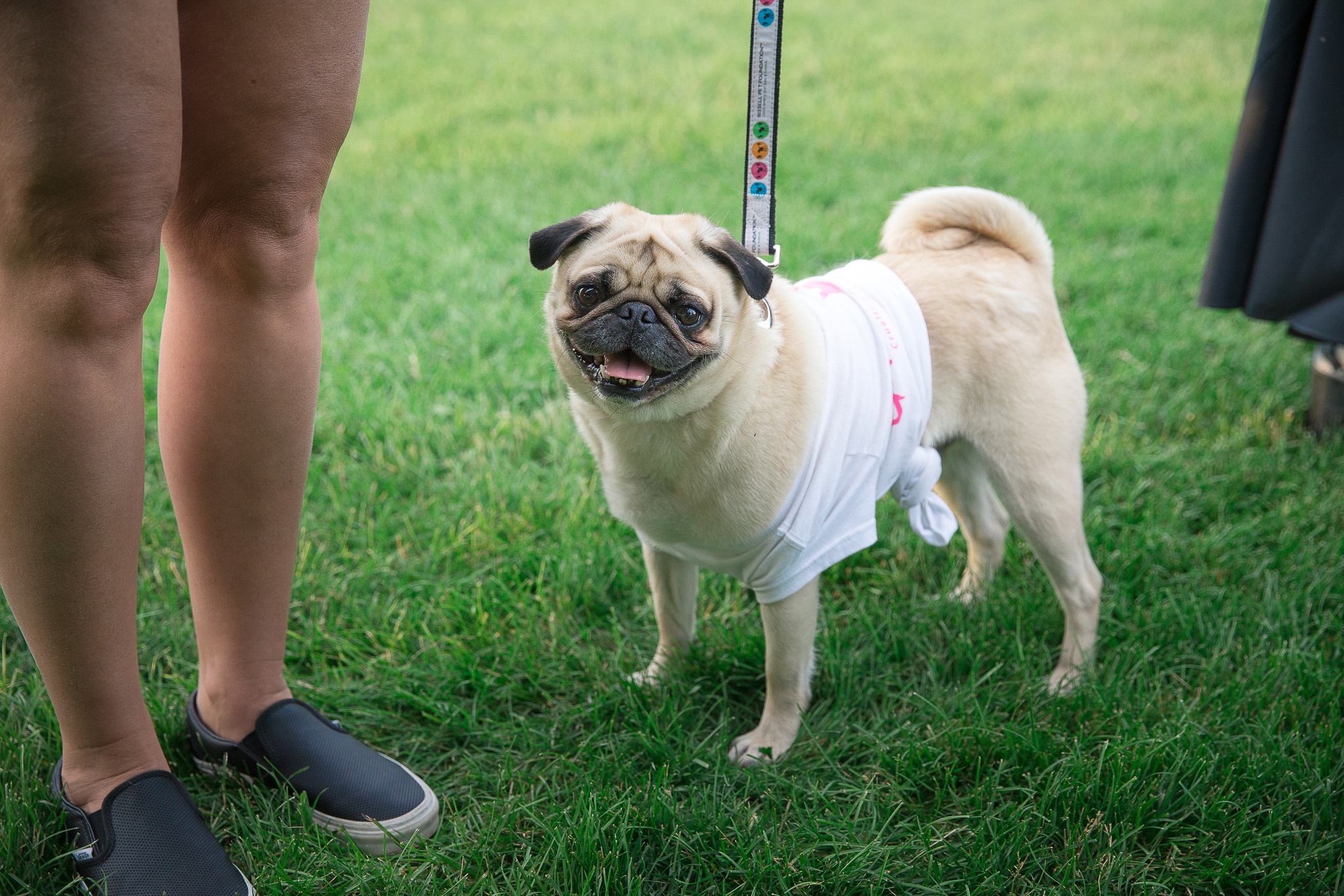 Pug at Blocktail Party