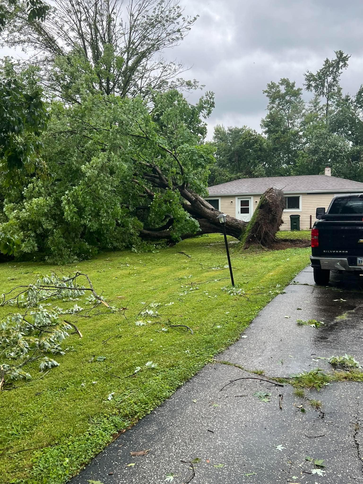 Downed tree