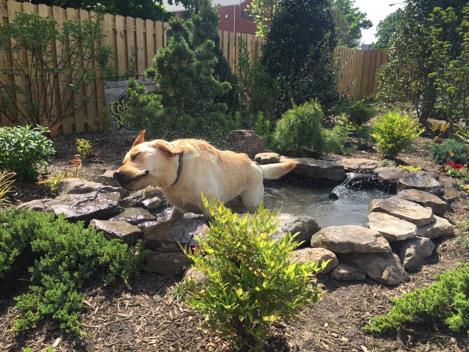 Walter the Weather Dog 