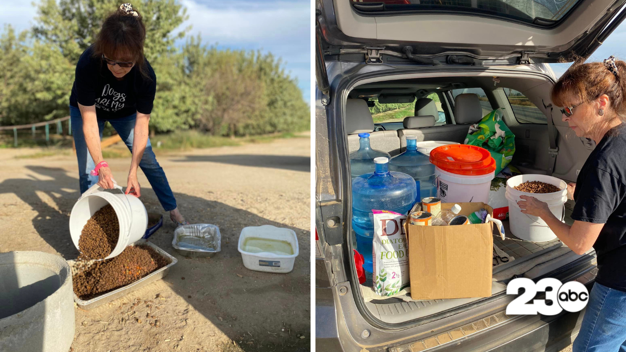 Rescuing Abandoned Dogs