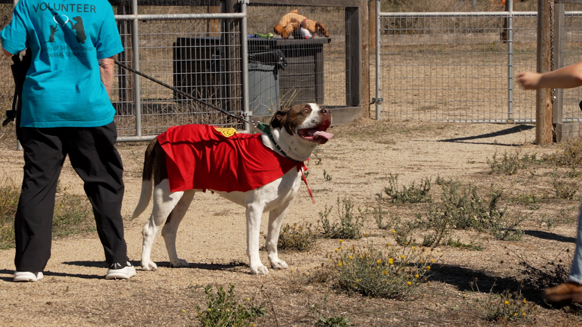 TRICK OR TREAT FOR ADOPTABLE DOGS VO.00_00_29_08.Still001.jpg