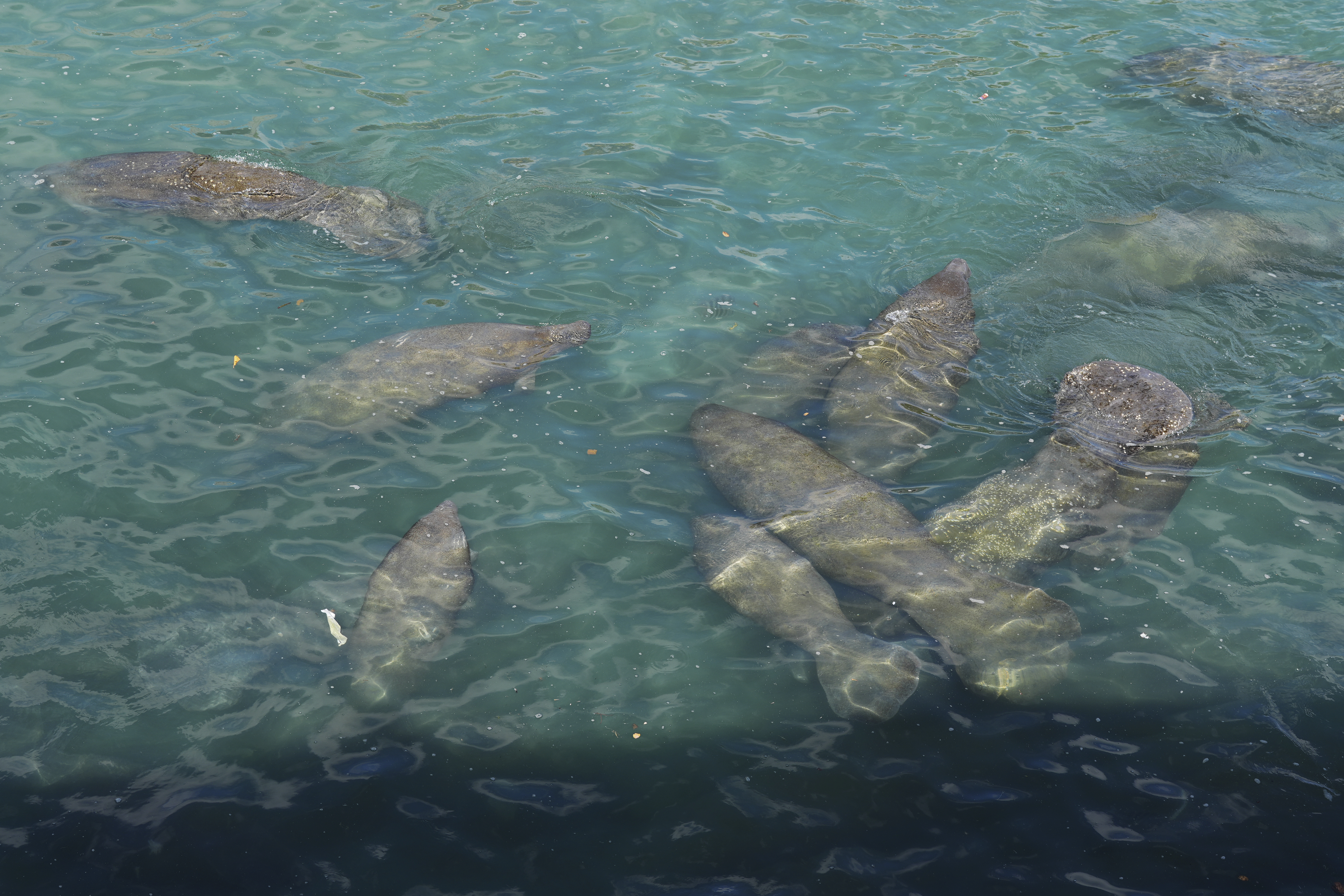 Winter Blasts Manatees