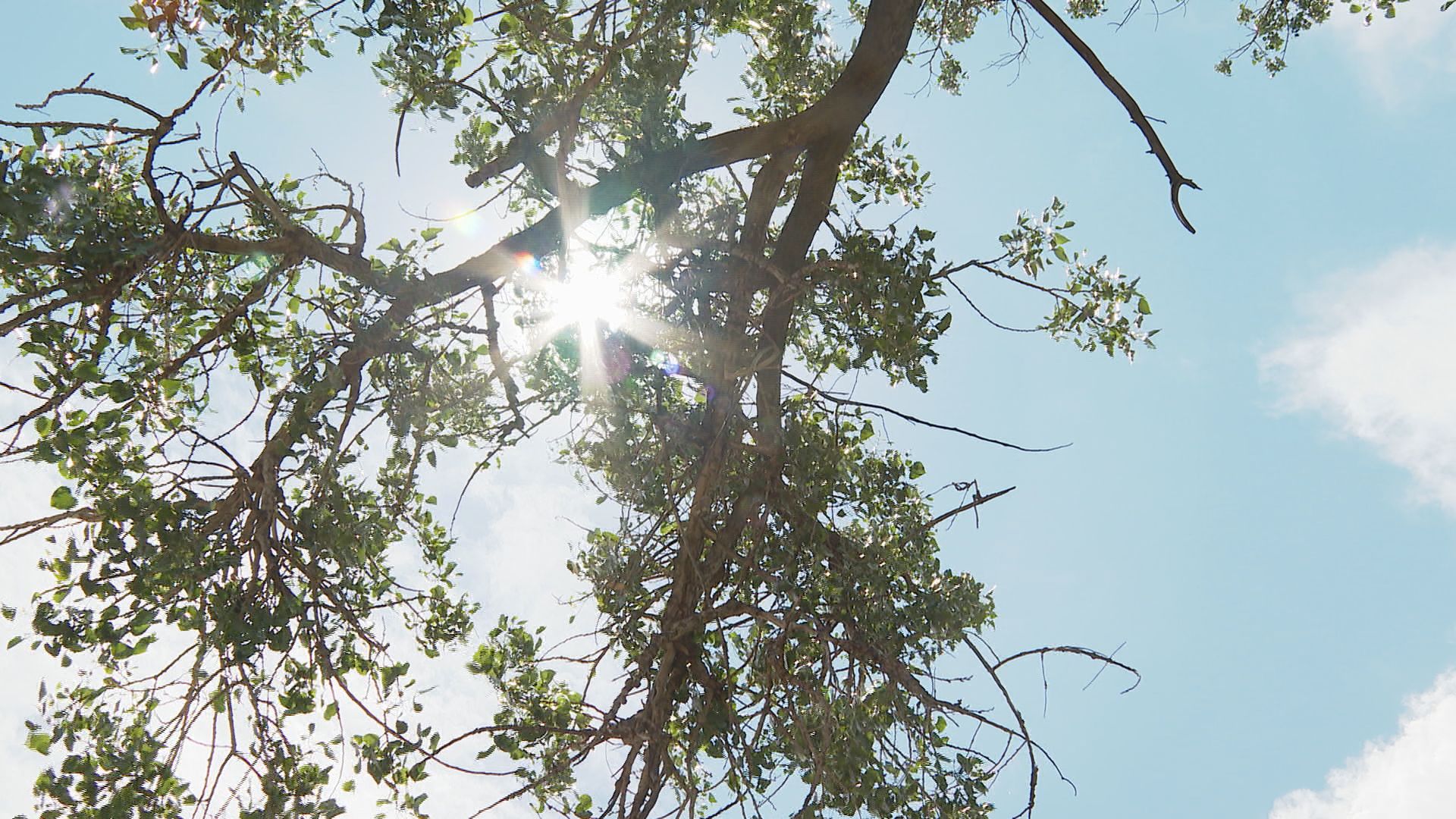 Sun through  trees