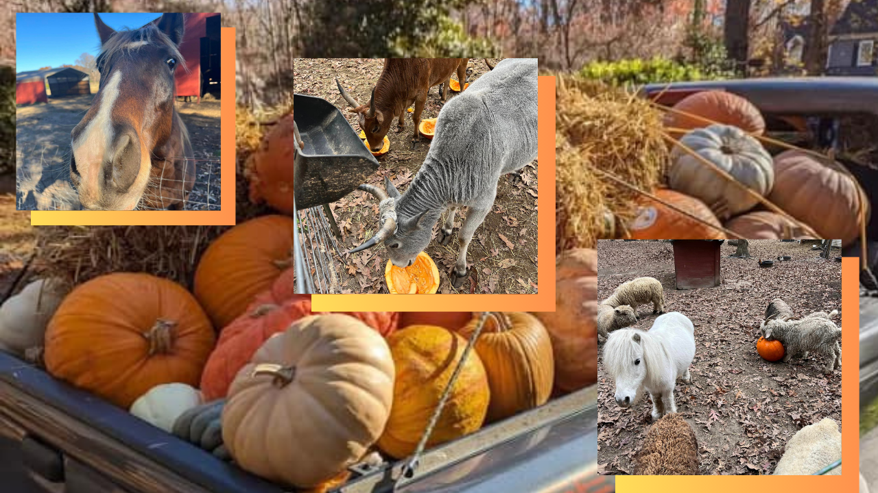 Pumpkins for Animals 