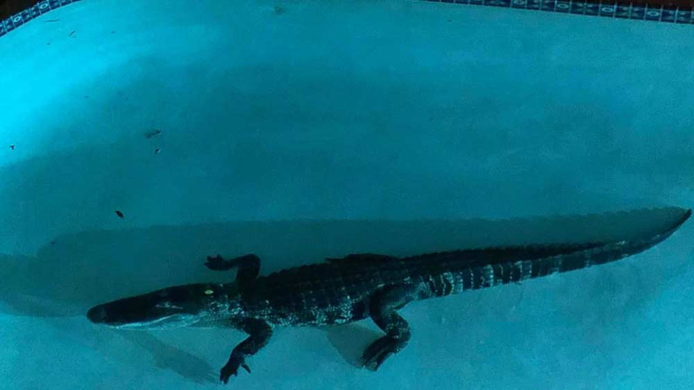 7-foot alligator discovered in Florida woman's swimming pool.