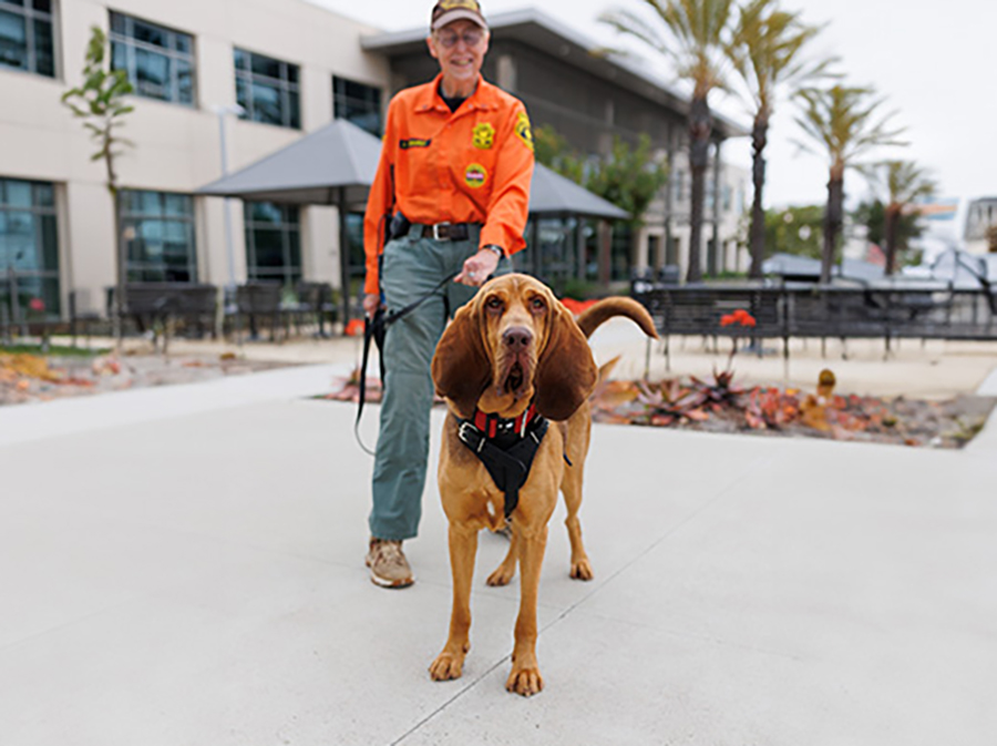 albert_sheriff_bloodhound.jpg