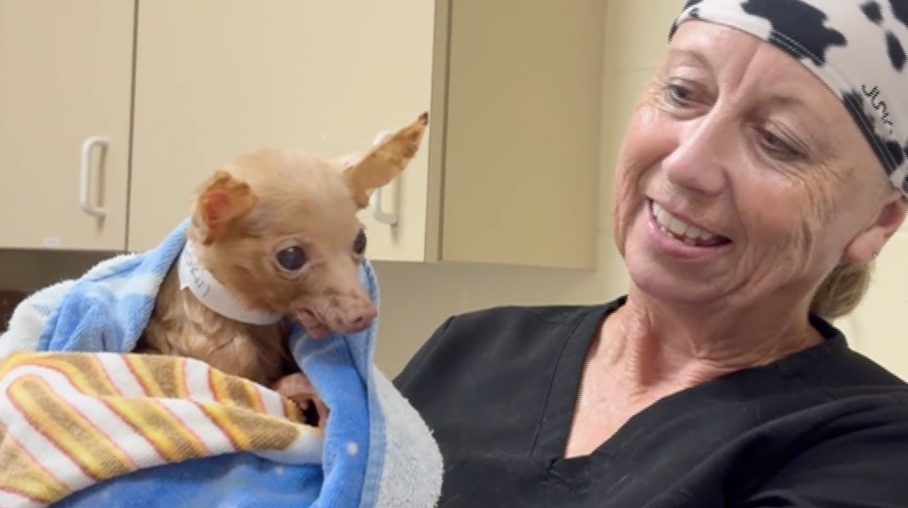 Martin County hoarding animal case