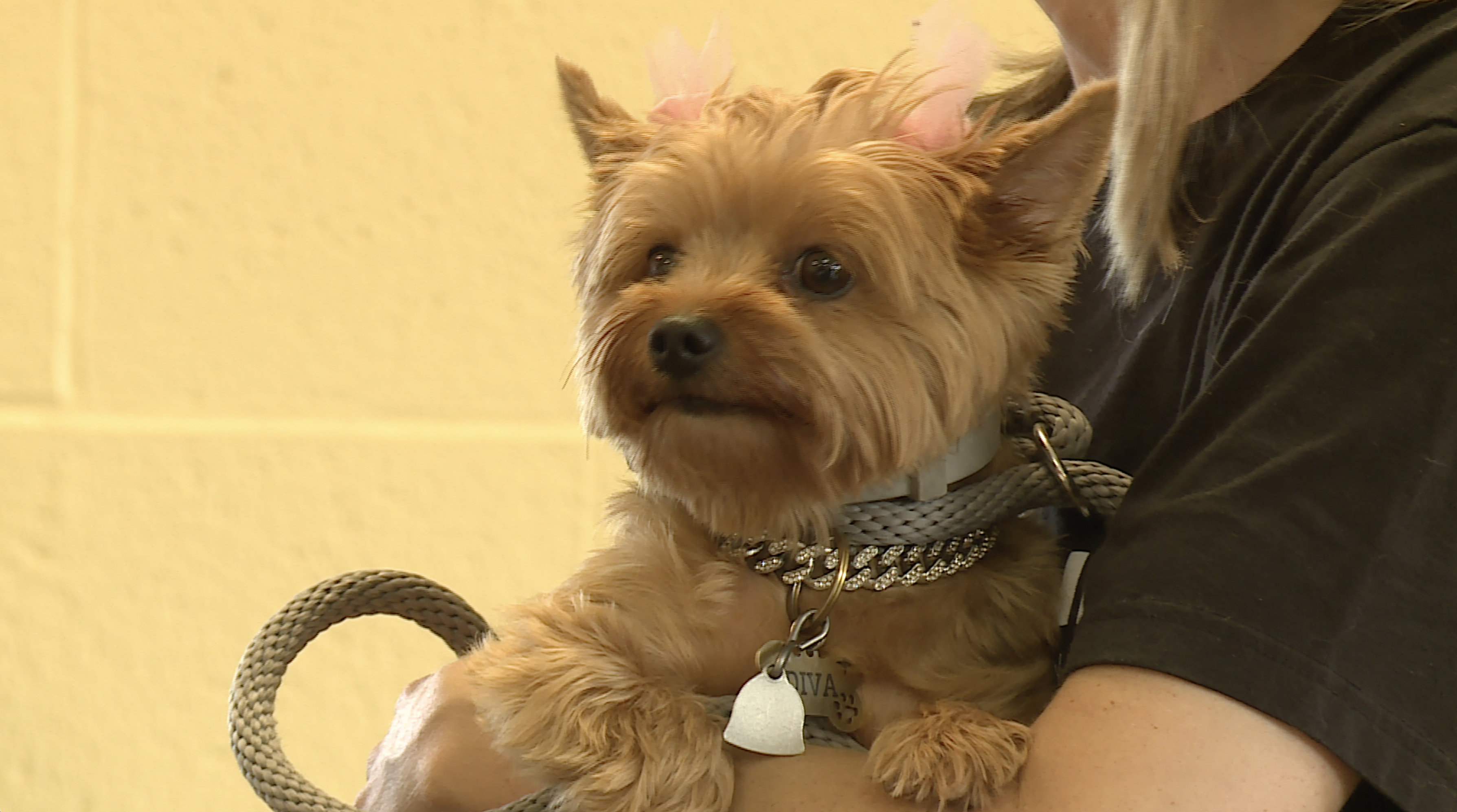 Diva the Dog Drive-thru vaccination clinic