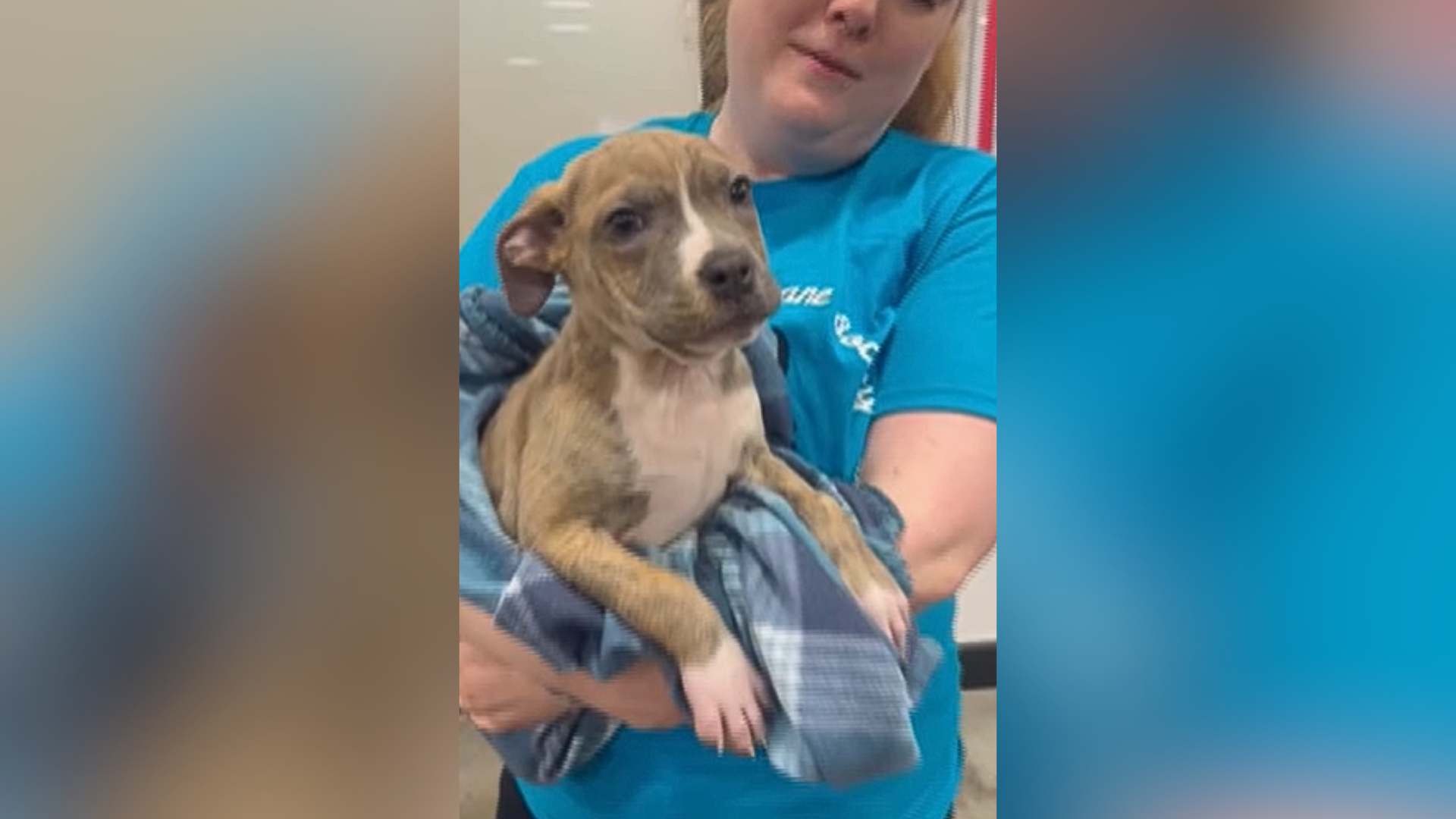 Petsmart adoption center grand opening