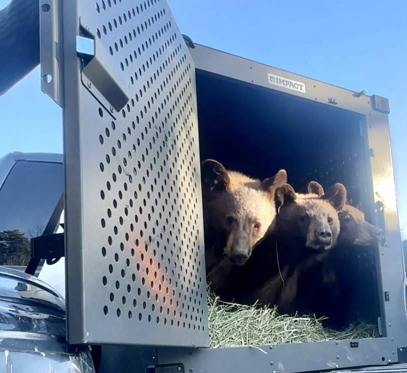 Rehabilitated bear cubs released outside of Pagosa Springs 11-20-24