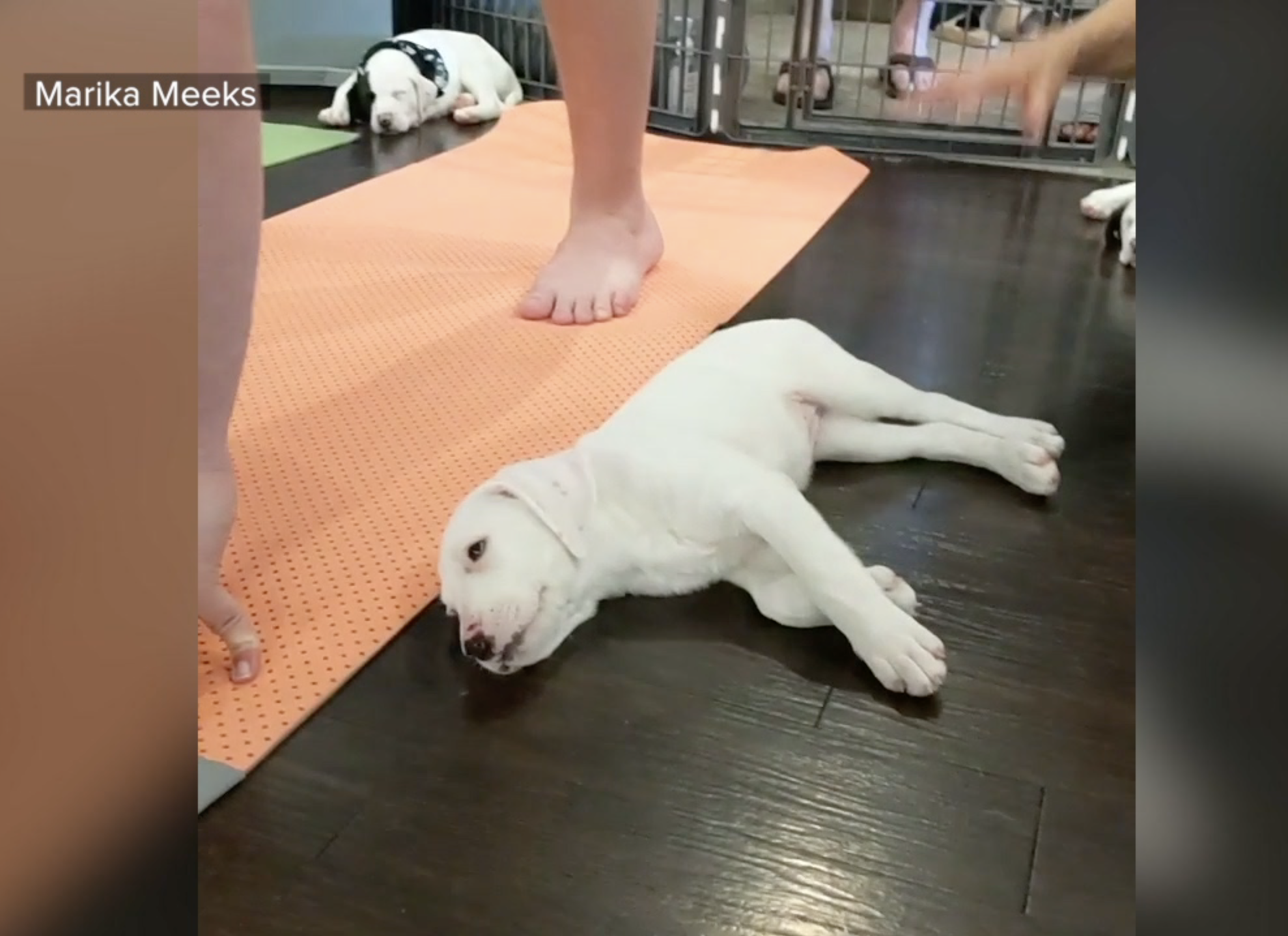 Puppy yoga