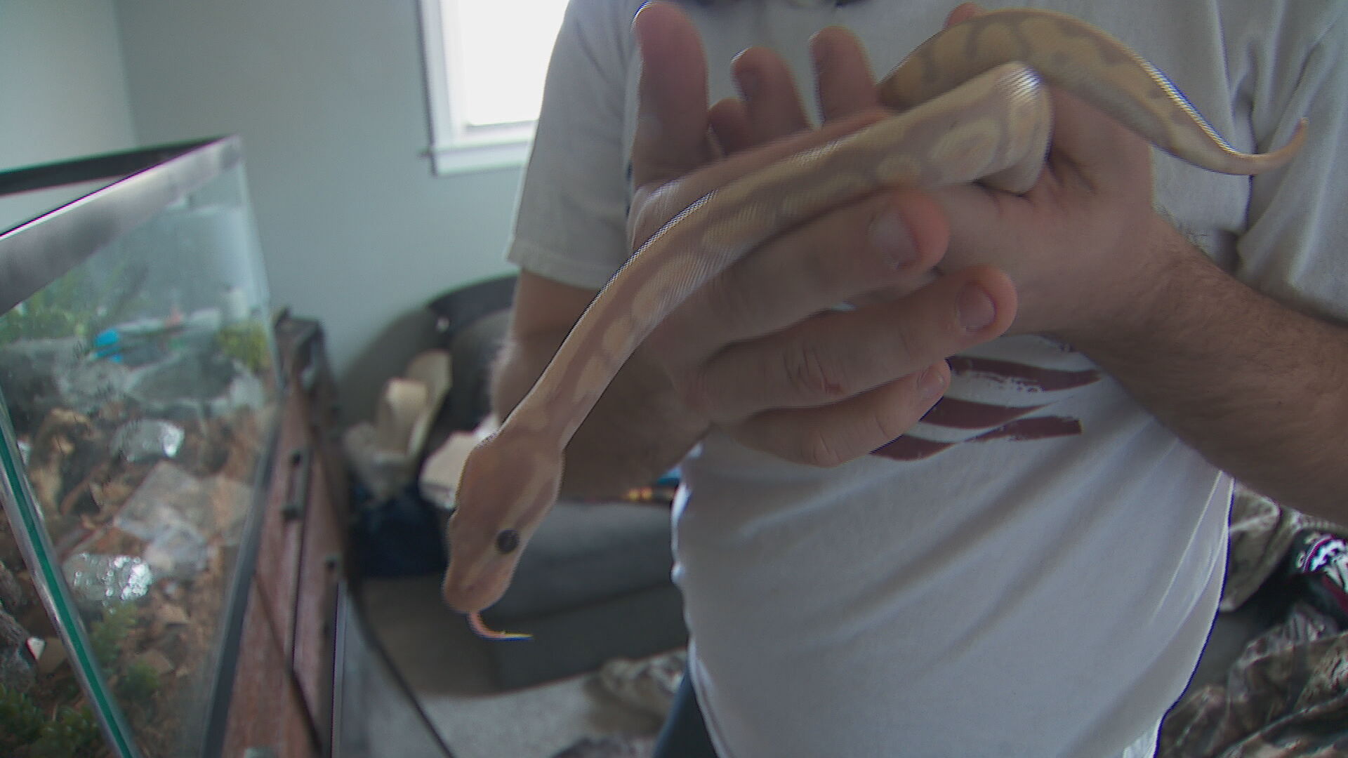 Iroh the snake 