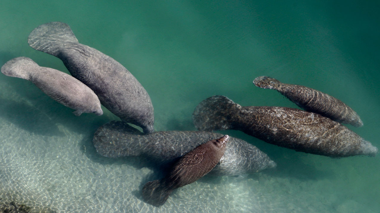 Manatees, file photo from 2010