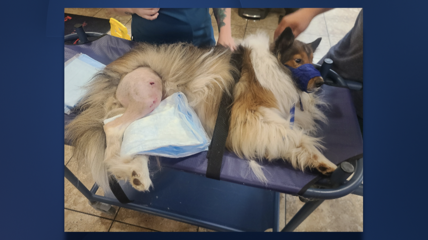 Coweta dog shot vet pic.png