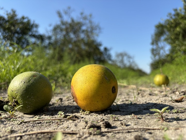 citrus industry shaken up after Hurricane Milton