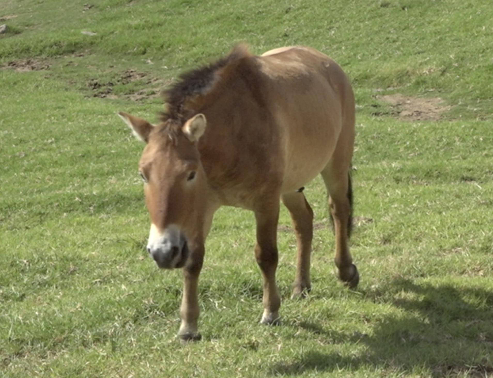 Przewalski's horse at the San Diego Zoo Safari Park