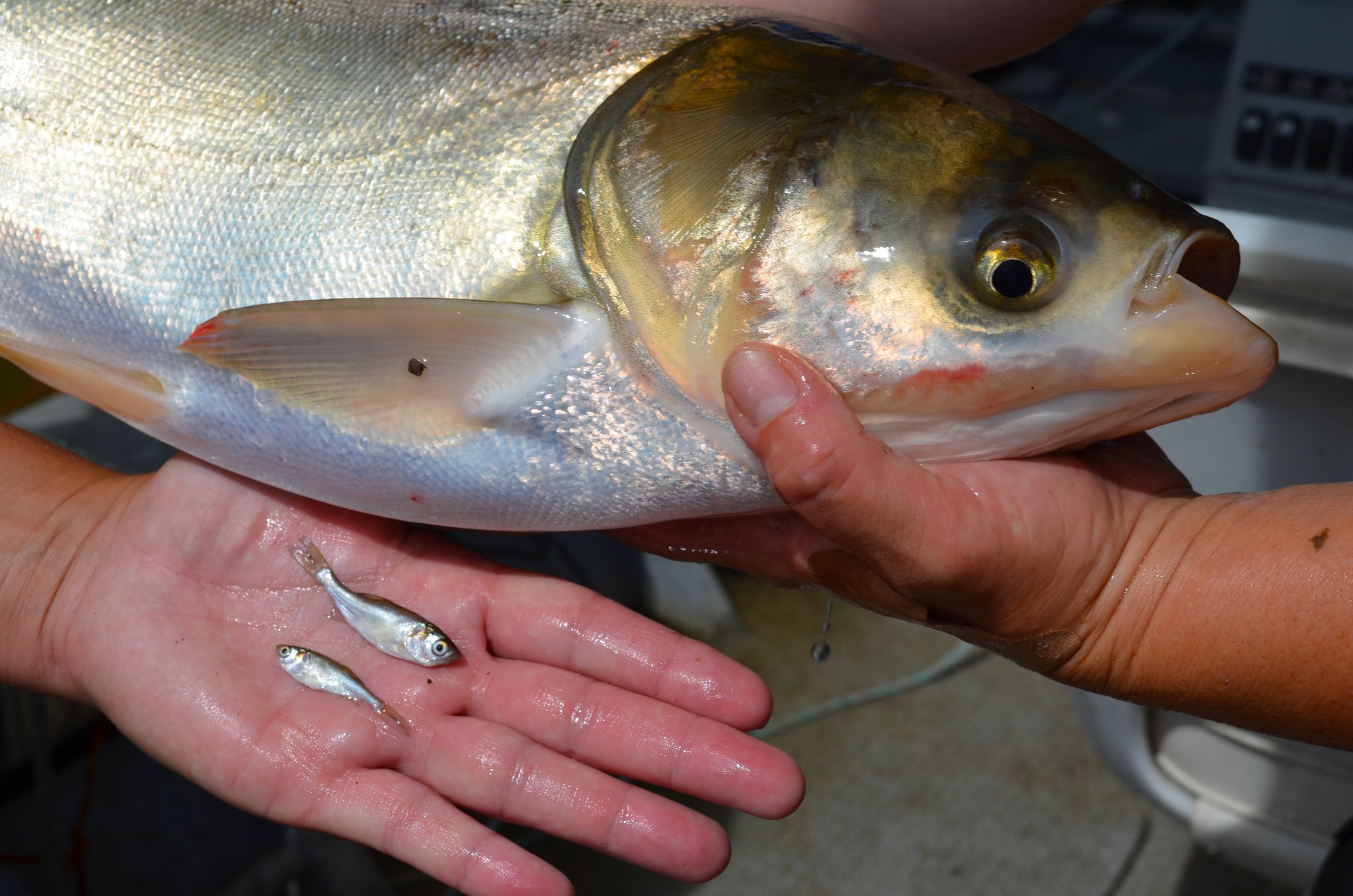 Silver carp